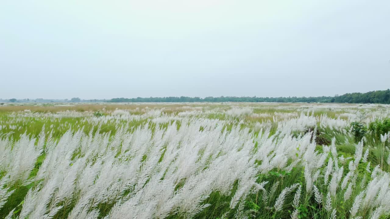 가을철에는 광활한 지역에 잔디 카시가 피어납니다.