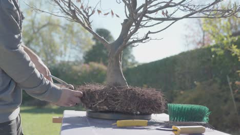 home garden concept, male hands working on bonsai tree, pruning and repotting outdoor