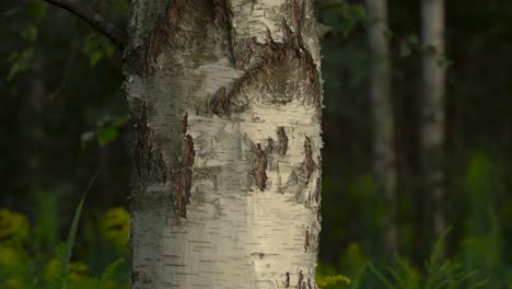 un abedul que crece en un entorno de bosque de árboles mixtos