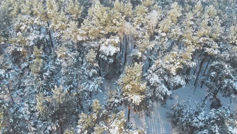 aerial view of a snowed forest in norway