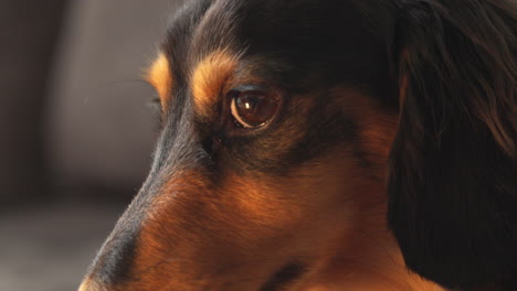 Side-profile-of-dachshund-sausage-dog