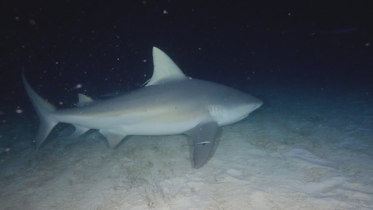 Night underwater shot of a bull shark swimming over sandy seabed illuminated in dark blue ocean water