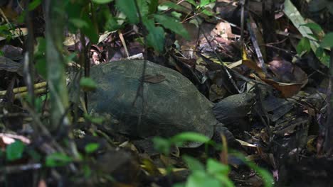 Seen-moving-its-head-around-after-a-mushroom-meal-on-the-forest-floor,-Asian-Forest-Tortoise,-Manouria-emys,-Kaeng-Krachan-National-Park,-Thailand