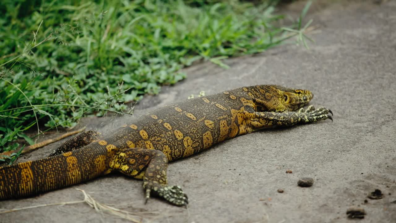Varanus del Nilo con colorazione della pelle dorata che si crogiola al sole su una roccia