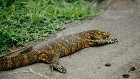 lagarto monitor del nilo con coloración dorada de la piel tomando el sol en una roca