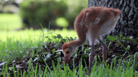 Baby-Kanadakranich-Aus-Nächster-Nähe