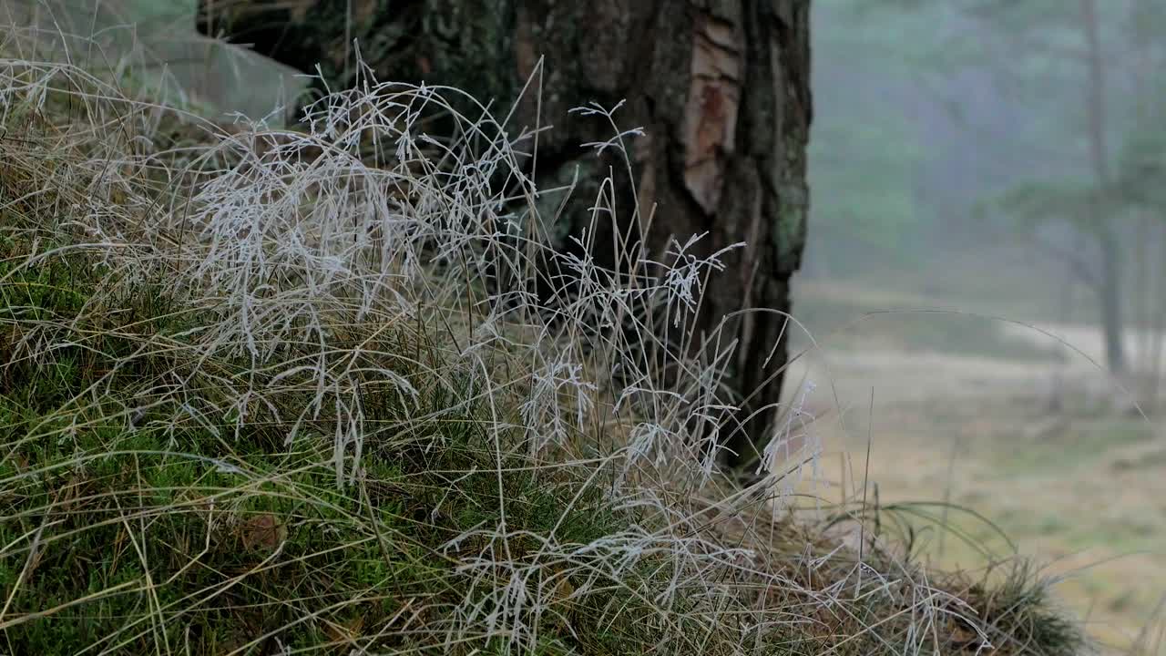 bosque de pinos silvestres con musgo verde y brezo bajo los árboles, día nublado con niebla ligera, hierba cubierta de hielo, bosques nórdicos, costa del mar báltico, concepto místico, tiro de cierre manual