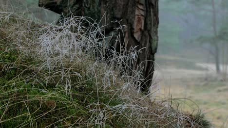 bosque de pinos silvestres con musgo verde y brezo bajo los árboles, día nublado con niebla ligera, hierba cubierta de hielo, bosques nórdicos, costa del mar báltico, concepto místico, tiro de cierre manual