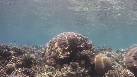 colonia de coral porites lutea rodeada de una diversidad de vida marina