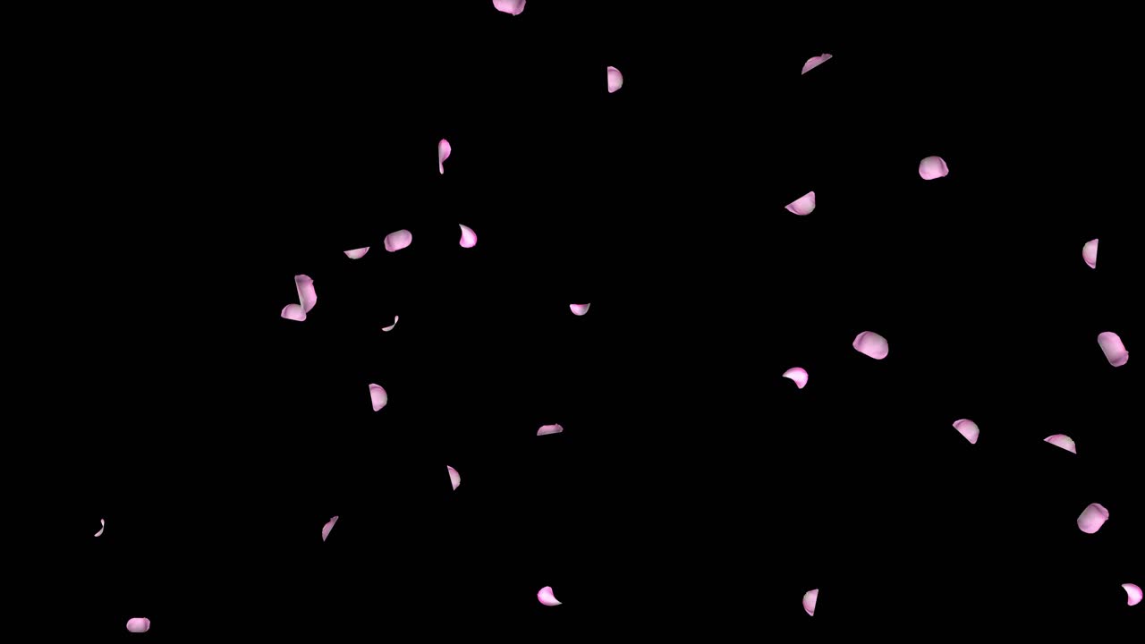 Romantic falling swirling pink rose petals cherry blossom background engagement marriage celebration