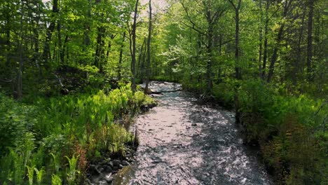 river in the woods at sunset