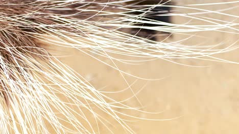 porcupine moving around in sandy environment