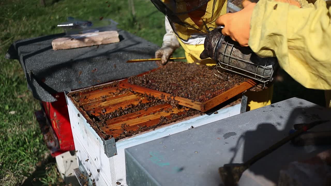 Beekeeper using bee smoker tool to calm down the bees before beehive inspections