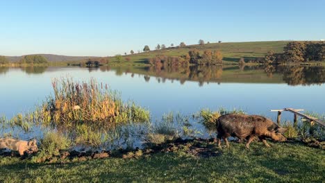 a lake at golden hour showing a perfect reflection of the surrounding land in the water on a clear sky day in fall.