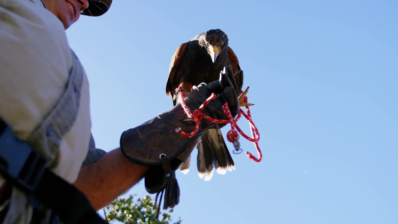 hombre alimentando águila halcón en su mano