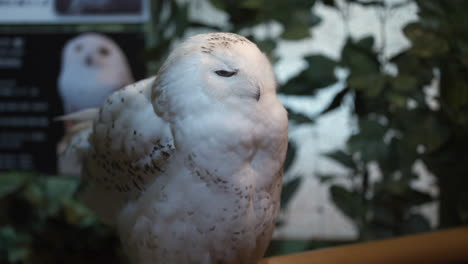 búho nevado esponjoso y plumoso en cautiverio en un café de búhos en japón