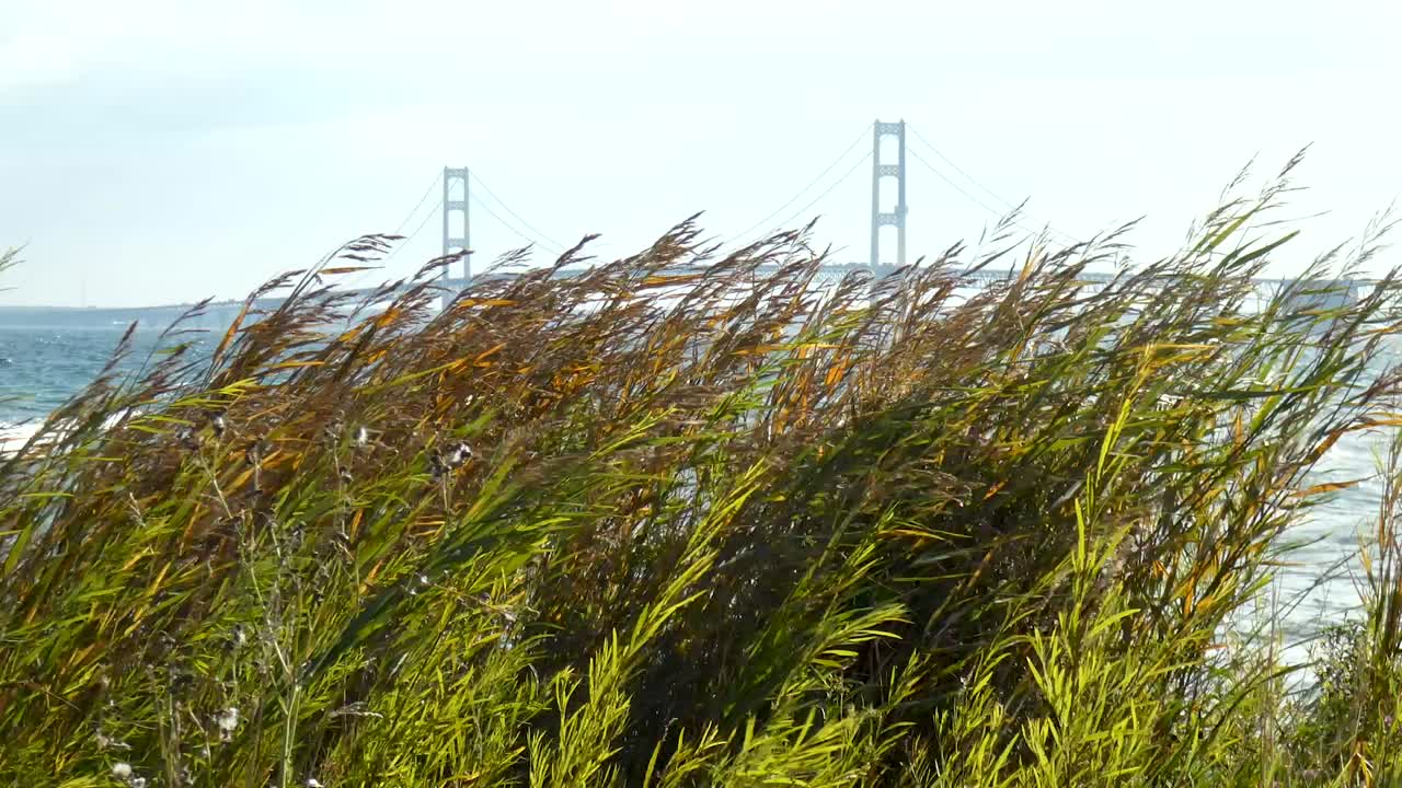 Tall grasses dance in the wind with expansive bridge in background.