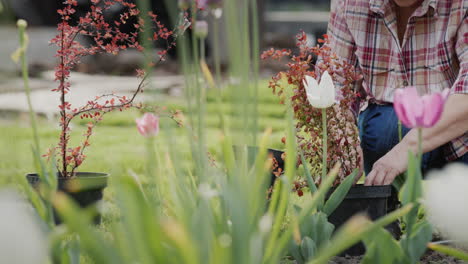 hands of a gardener woman - plants flowers in the garden