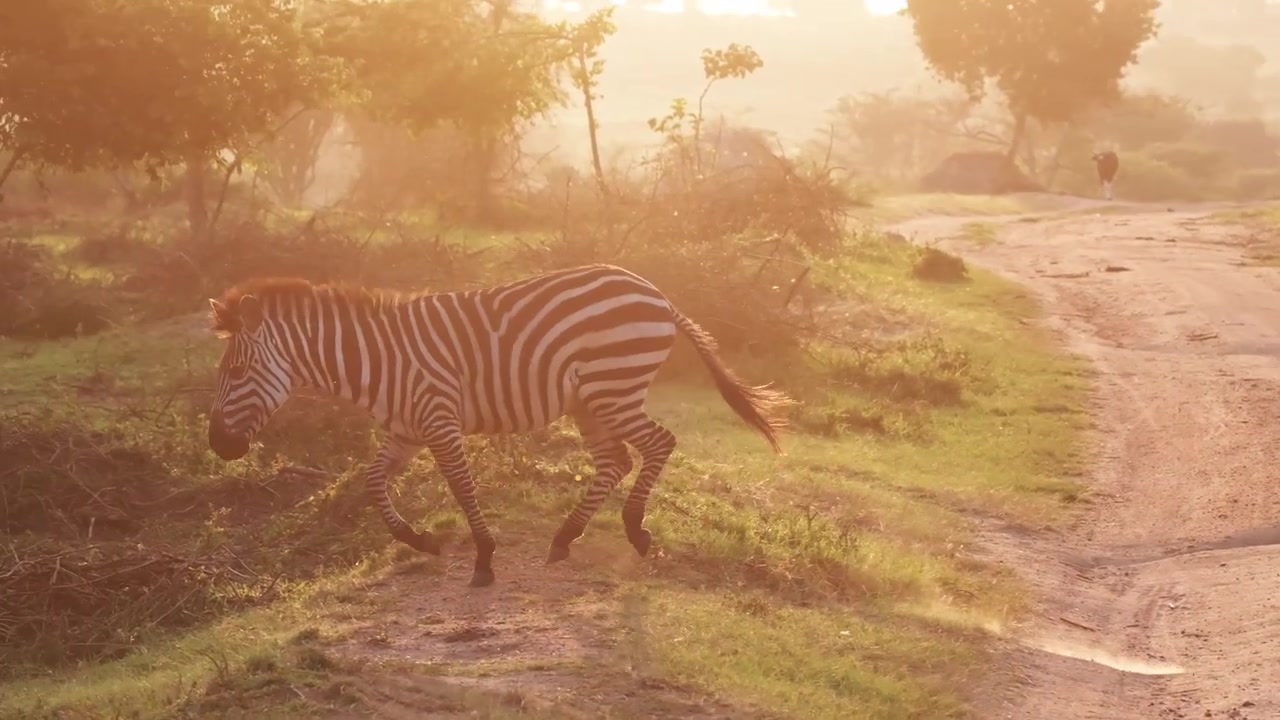 Zebra delle pianure che corre su una strada sterrata durante l'ora d'oro in Uganda. Carrellata.