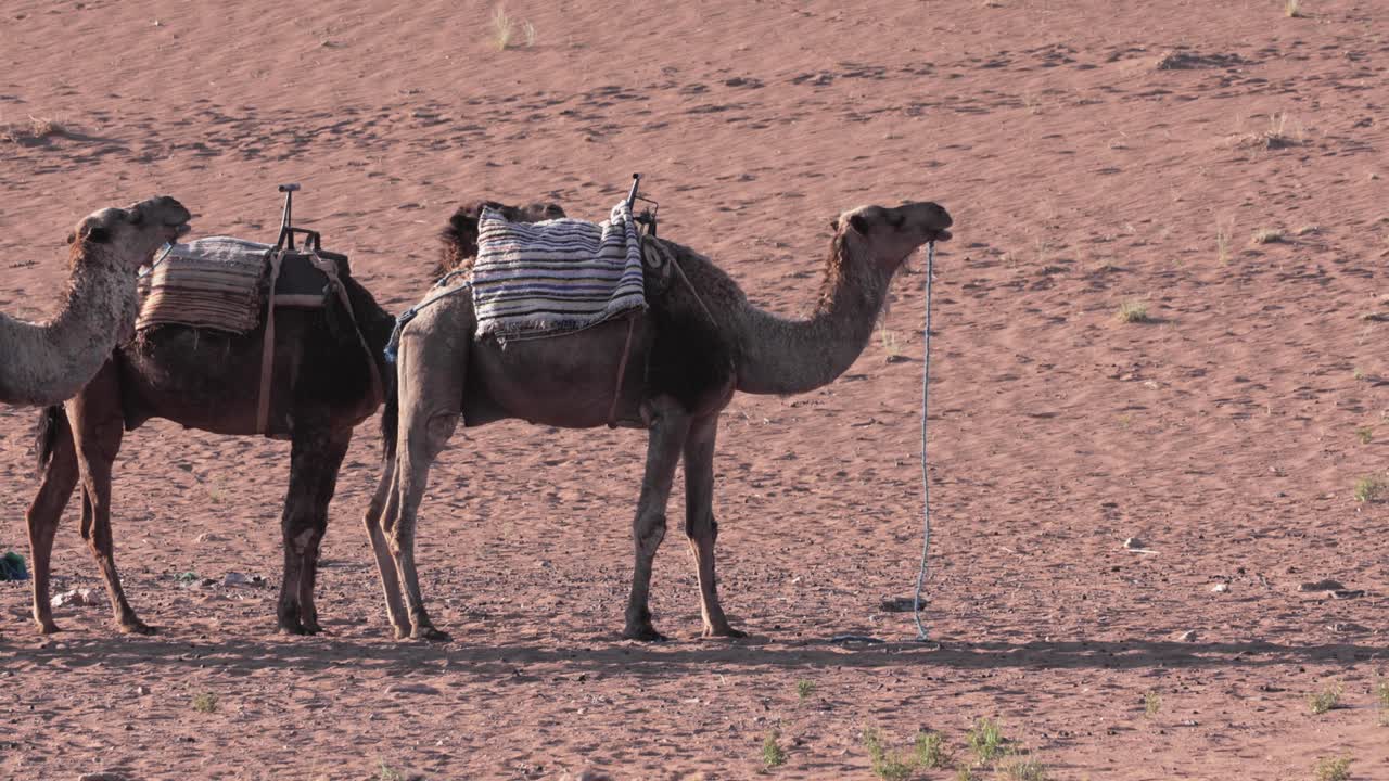 camellos en el desierto del sáhara, un transporte tradicional en áfrica