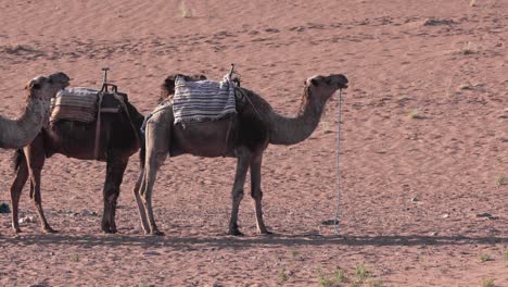 Camels-in-the-Sahara-desert,-a-traditional-transportation-in-Africa