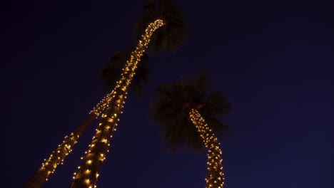 three christmas decorated palm trees at night in california