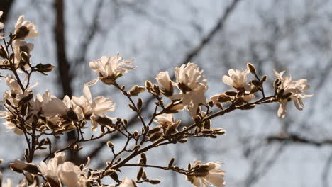 a stationary close-up footage of magnolia flowers in bloom from its tree