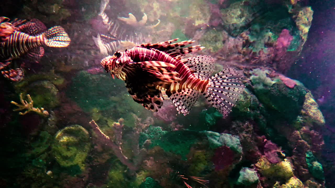 peixes leões