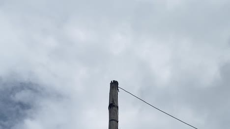 Vista-De-ángulo-Bajo-Del-Poste-Eléctrico-De-Bambú-Con-Pájaros-Voladores,-Día-Nublado-Nublado