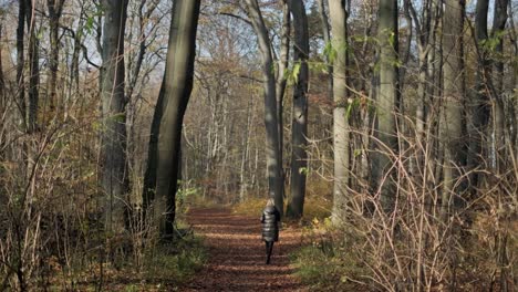 Mujer-En-El-Camino-En-El-Parque-Caminando-En-El-Bosque-Durante-El-Otoño