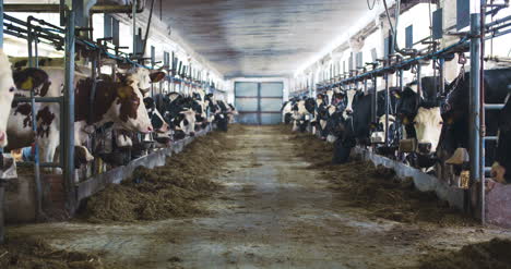 modern farm barn with milking cows eating hay cows feeding on dairy farm 6