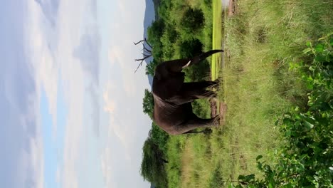 Huge-big-male-elephant-drinking-water-with-trunk-from-a-brown-water-pond-on-the-savannah