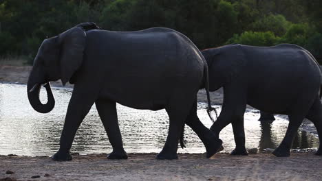Beautiful-and-calm-setting-of-elephant-drinking-and-moving-at-a-waterhole-in-the-last-minutes-of-the-day