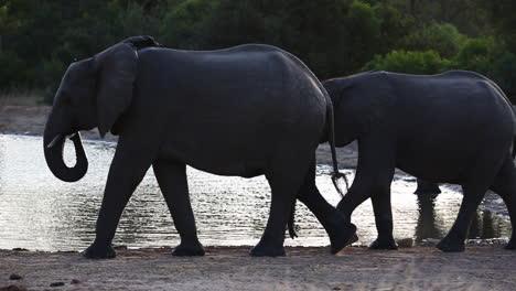 beautiful and calm setting of elephant drinking and moving at a waterhole in the last minutes of the day