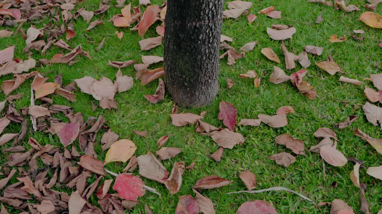 Tree trunk surrounded by autumn leaves scattered on vibrant green grass