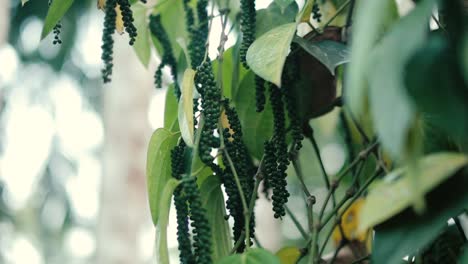 black pepper plants growing in tropical field