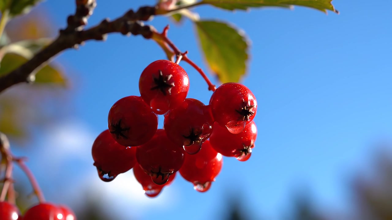 Rote Vogelbeeren mit Wassertropfen vor blauem Himmel