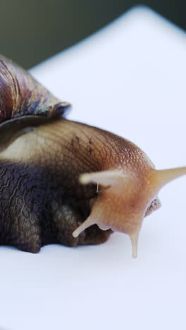 african giant snail achatina. achatina fulica in front of white background vertical video