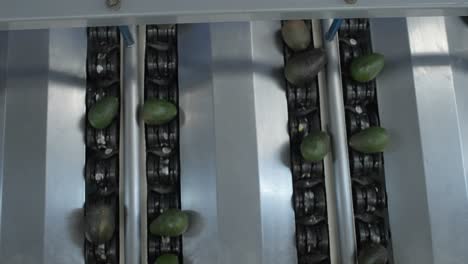 AVOCADO-PACKING-HOUSE-FROM-URUAPAN-4