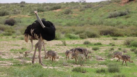 wide shot of an ostrich family feeding in the green grass of the kgalagadi transfrontier park