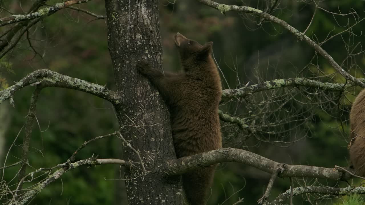 el cachorro de oso canela persigue a una ardilla en un árbol divertido y lindo