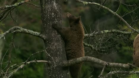 cinnamon bear cub chases a squirrel up a tree funny and cute