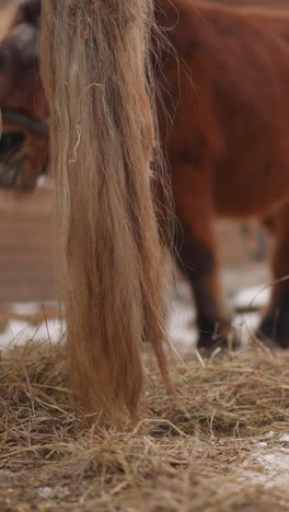 brown horses with long tails graze on enclosed territory of rural farm. purebred animals eat fresh hay in small village of gorny altai region closeup