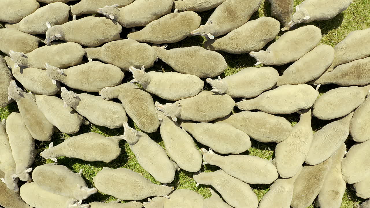 어떤 동물도 양처럼 군중을 따라가지 않습니다.