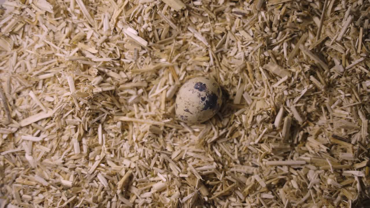 Quail eggs on straw litter