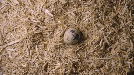 quail eggs on straw litter