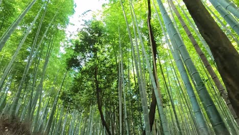 bosque de bambú de arashiyama en kioto, japón
