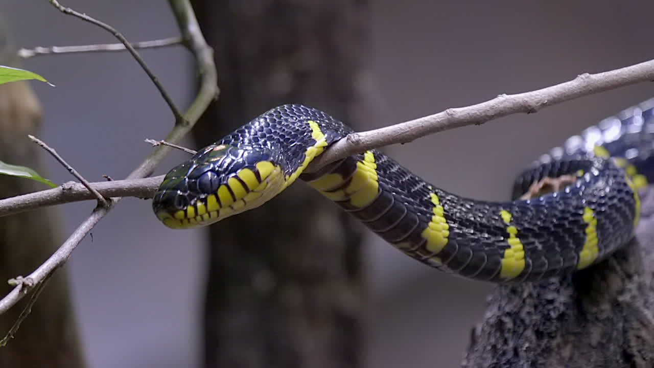 un serpent de mangrove noir et jaune reposant sa tête sur une branche d'arbre - gros plan