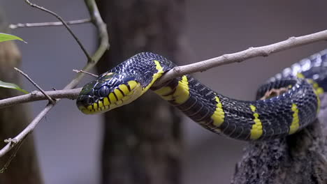 a black and yellow mangrove snake resting it's head on a tree branch - close up