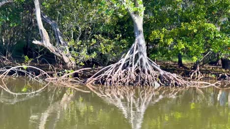 mangrove trees reflecting in calm water